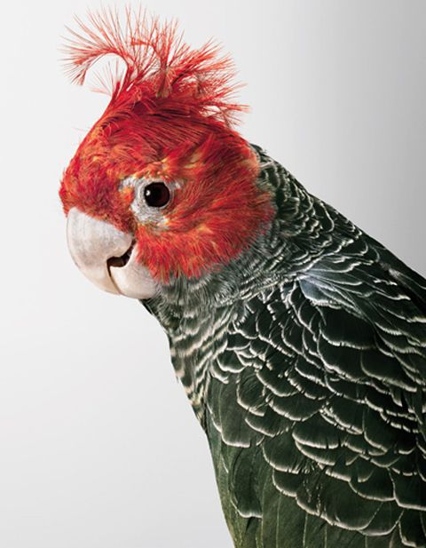  Commander-Skyring Leila Jeffreys parrots photography