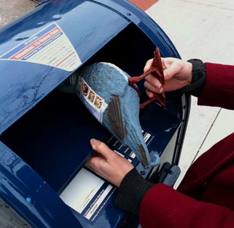 photo Pigeon-Mailbox