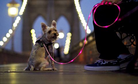 photo Pup-Crawl-Illuminated-Dog-Leash_zpsd01c3a23.jpg