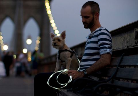 photo Pup-Crawl-Lights-Up-Dog-Leash_zps0a7f65b4.jpg