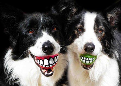 photo Rogz-Grinz-Smiling-Dog-Ball-Toy-0_zps95318711.jpg