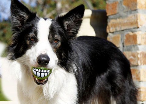 photo Rogz-Grinz-Smiling-Dog-Ball-Toy-1_zps86e7959b.jpg