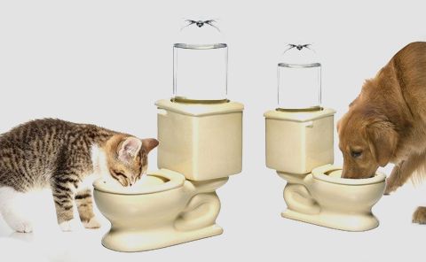 photo dog-pet-toilet-bowl-water-f_zps8208b8dd.jpg