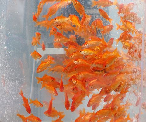 photo goldfish-phone-booth-tanks-kingyubo-2_zpsaf9f0db1.jpg