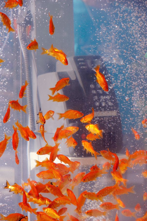 photo phone-booth-fish-aquarium-7_zps0b2eecf4.jpeg