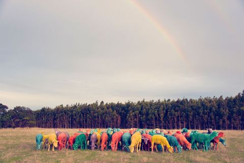 photo rainbow-sheep-i_zpsf21df175.jpg