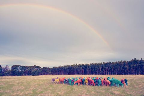 photo rainbow-sheep-ii_zps5fbf0e04.jpg