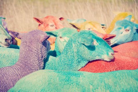 photo rainbow-sheep-iii_zps39ad5b35.jpg