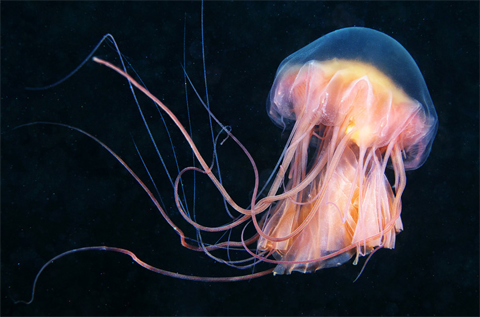 photo image1_zpsc6c5d396.png