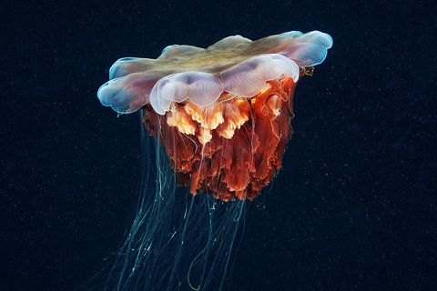 photo undersea-alexander-semenov-24_zpse488777a.jpg