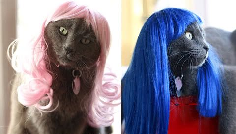 Kitty Wigs