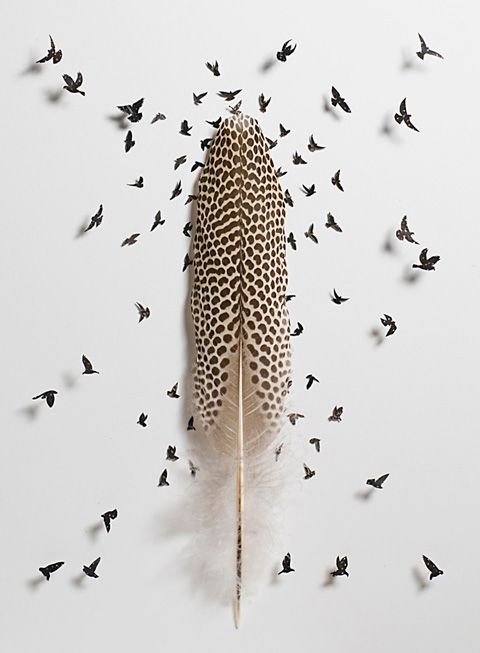 photo Art-avec-des-plumes-doiseaux-Chris-Maynard-photo-04_zpse7d5b650.jpg