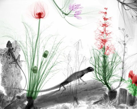 photo XRay-Photographs-of-Plants-and-Animals-11_zps84781ea8.jpg