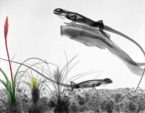 photo XRay-Photographs-of-Plants-and-Animals-4_zps76060ca3.jpg