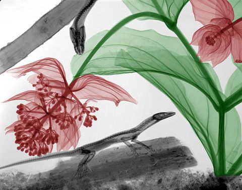 photo XRay-Photographs-of-Plants-and-Animals-5_zps5b12b543.jpg