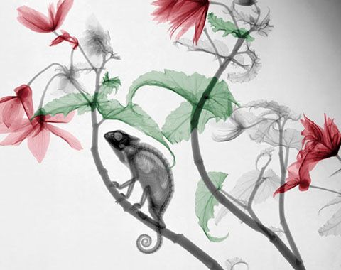 photo XRay-Photographs-of-Plants-and-Animals_zps8babc0fc.jpg
