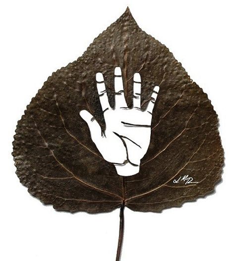 photo stop-20-cm-x-20-cm-species-populus-alba_zps8c3f9138.jpg