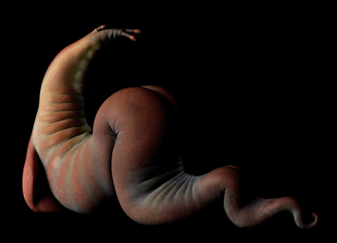 photo worm2_zps6906a11e.png