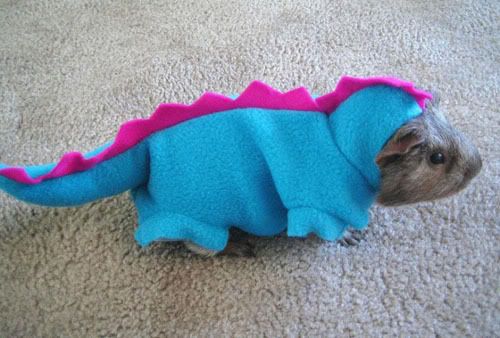 dragon-guinea-pig.jpg