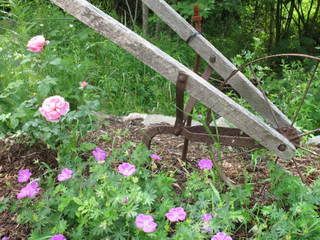 Cottage Rose & New Hampshire Purple Geranium