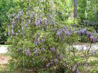 Wisteria