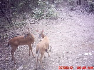 trailcam07-08-2012061-1.jpg