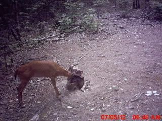 trailcam07-08-2012063.jpg