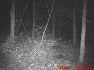 trailcam08-06-2011019.jpg