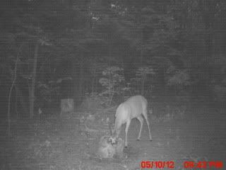 trailcampicture043.jpg