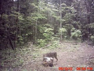 trailcampicture103.jpg