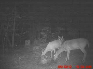 trailcampicture119.jpg