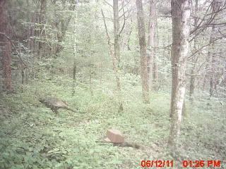 trailcampictures021-1.jpg