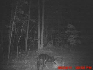 trailcampictures08-29-2011010.jpg