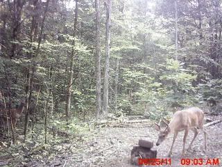 trailcampictures08-29-2011013.jpg