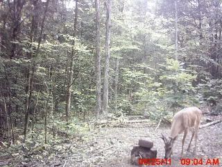 trailcampictures08-29-2011014.jpg