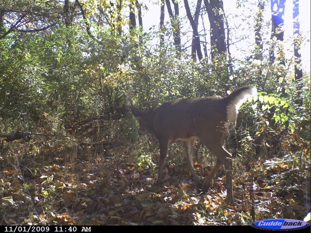 KnoxCountyTrailpics104.jpg?1278471592