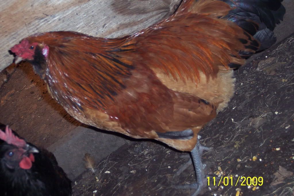 what is this beautiful rooster with a beard? BackYard Chickens