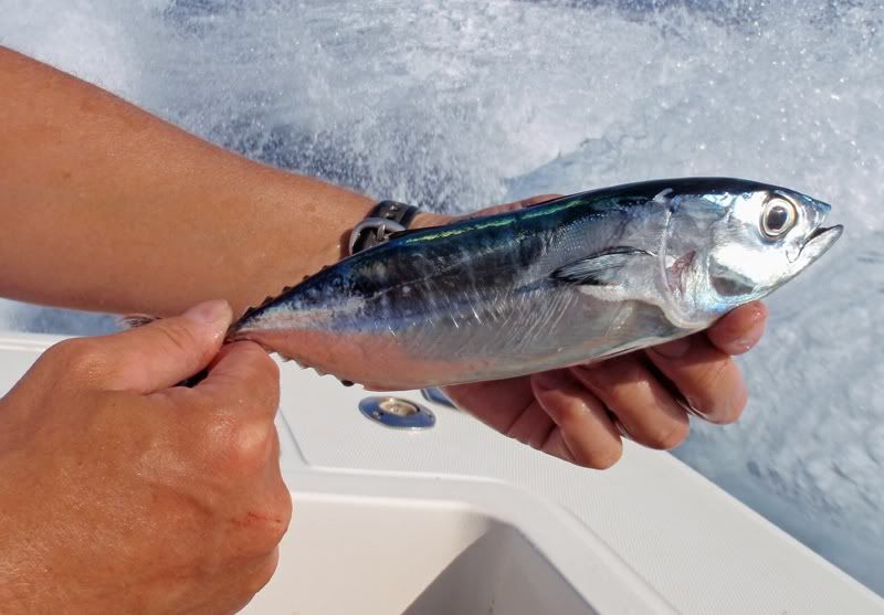 Baby Cobia