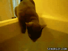 Gato al Agua