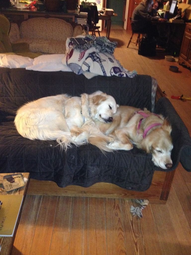 sleeping%20goldens.jpg