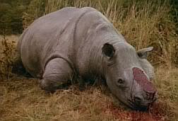 Dead Black Rhino