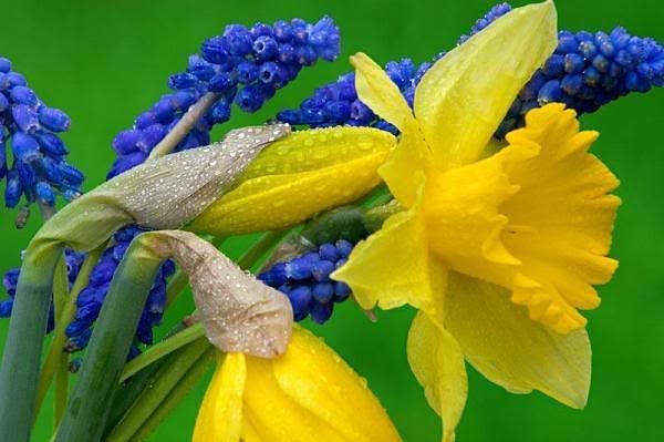 flower Pictures, Images and Photos