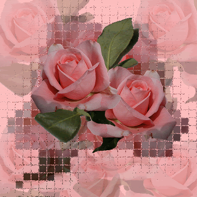 rosa-1.gif picture by kattana8
