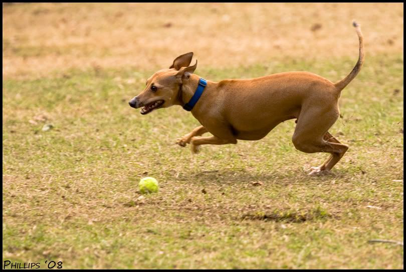 IMAGE: http://i245.photobucket.com/albums/gg77/phillipsl0921/adog.jpg