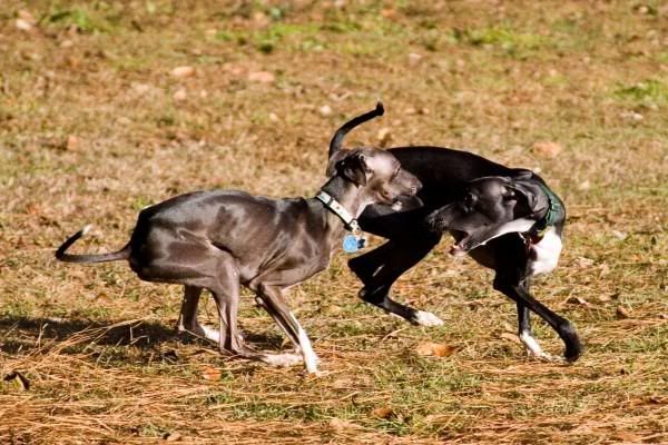 IMAGE: http://i245.photobucket.com/albums/gg77/phillipsl0921/italians.jpg