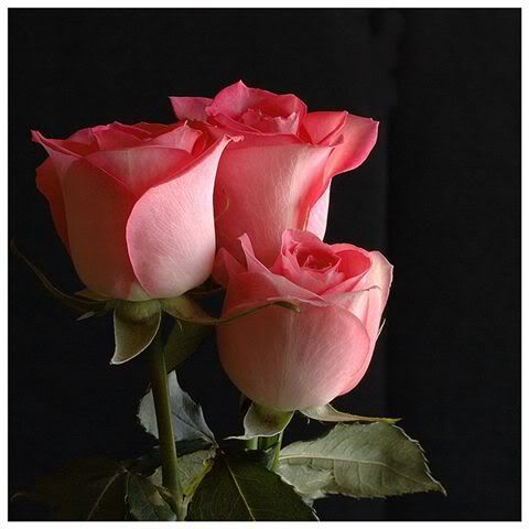 tr&ecirc;s rosas Pictures, Images and Photos