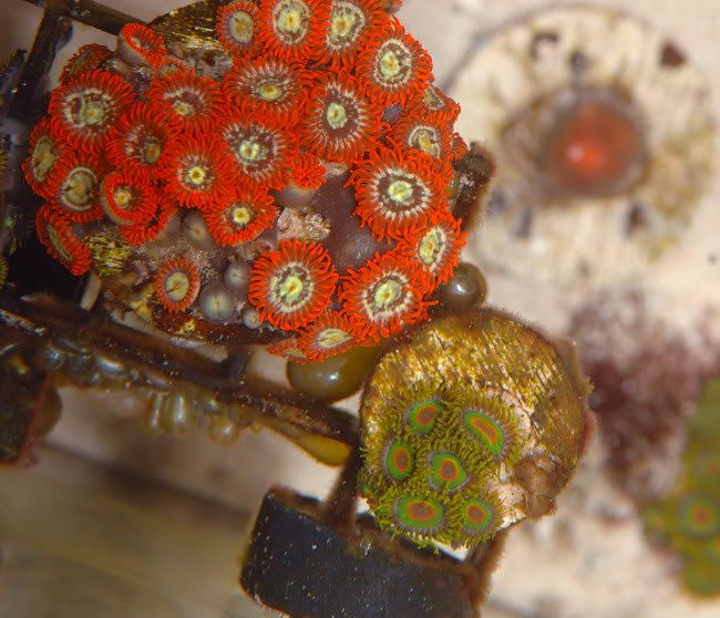 Zoa Packs and Colony For SaleBlue Rastas, Bam Bams For Sale