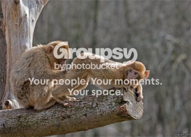 proctomonkey.jpg