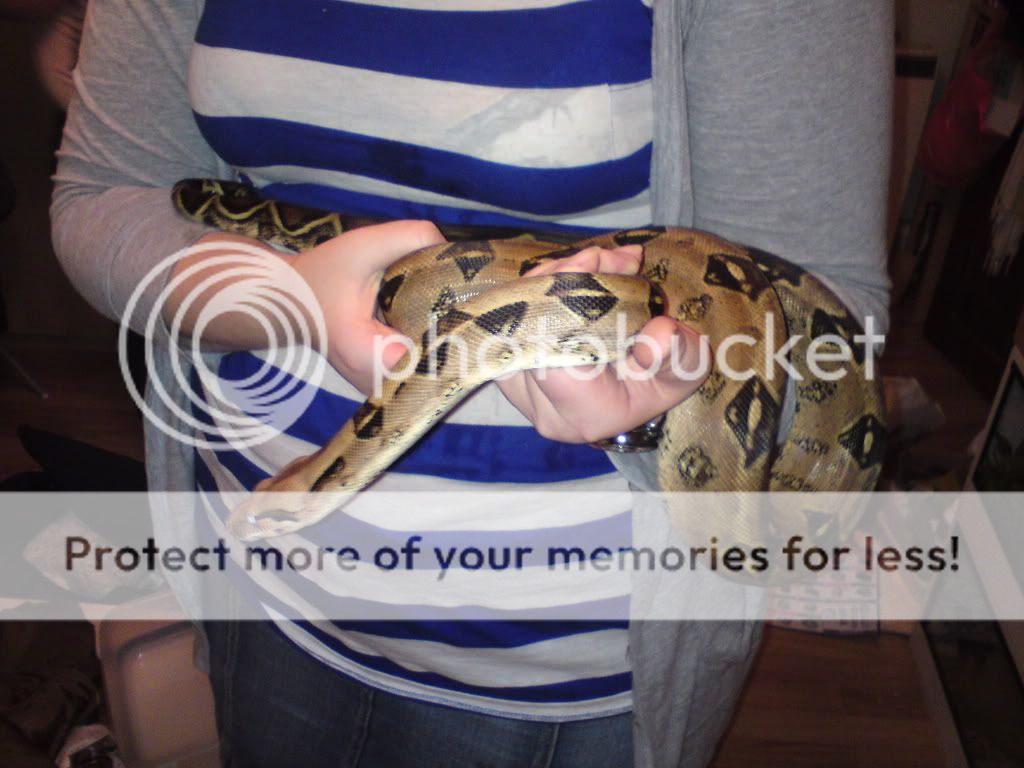 Orion - Sonoran Boa | Reptile Forums