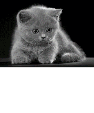 Wallpaper Kucing Lucu Bergerak Gif